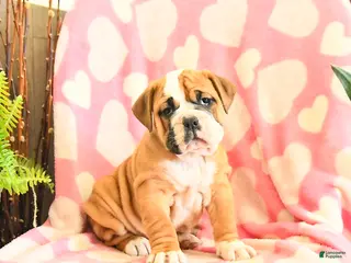 Olde English Bulldogge dogs Brownie - Ad 4