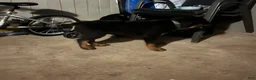 Rottweiler dogs for sale: Rottweiler Puppy 2 - Ad 2
