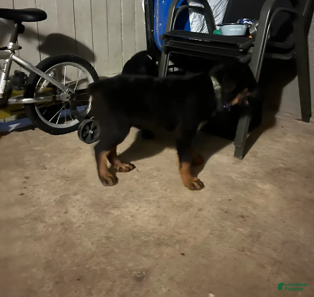 Rottweiler dogs for sale: Rottweiler Puppy 2 - Ad 2