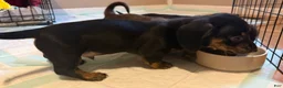 Dachshund dogs for sale: Cash - Ad 8