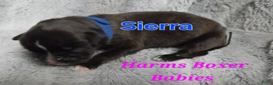 Sierra