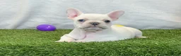 French Bulldog dogs for sale: Dixie - Ad 1