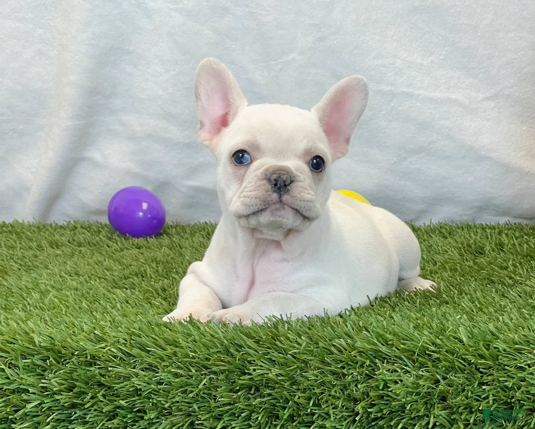 French Bulldog dogs for sale: Dixie - Ad 1