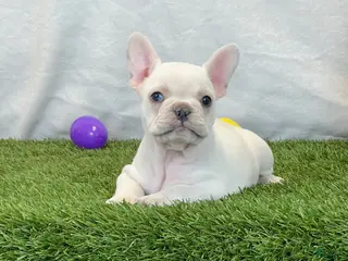 French Bulldog dogs for sale: Dixie - Ad 2