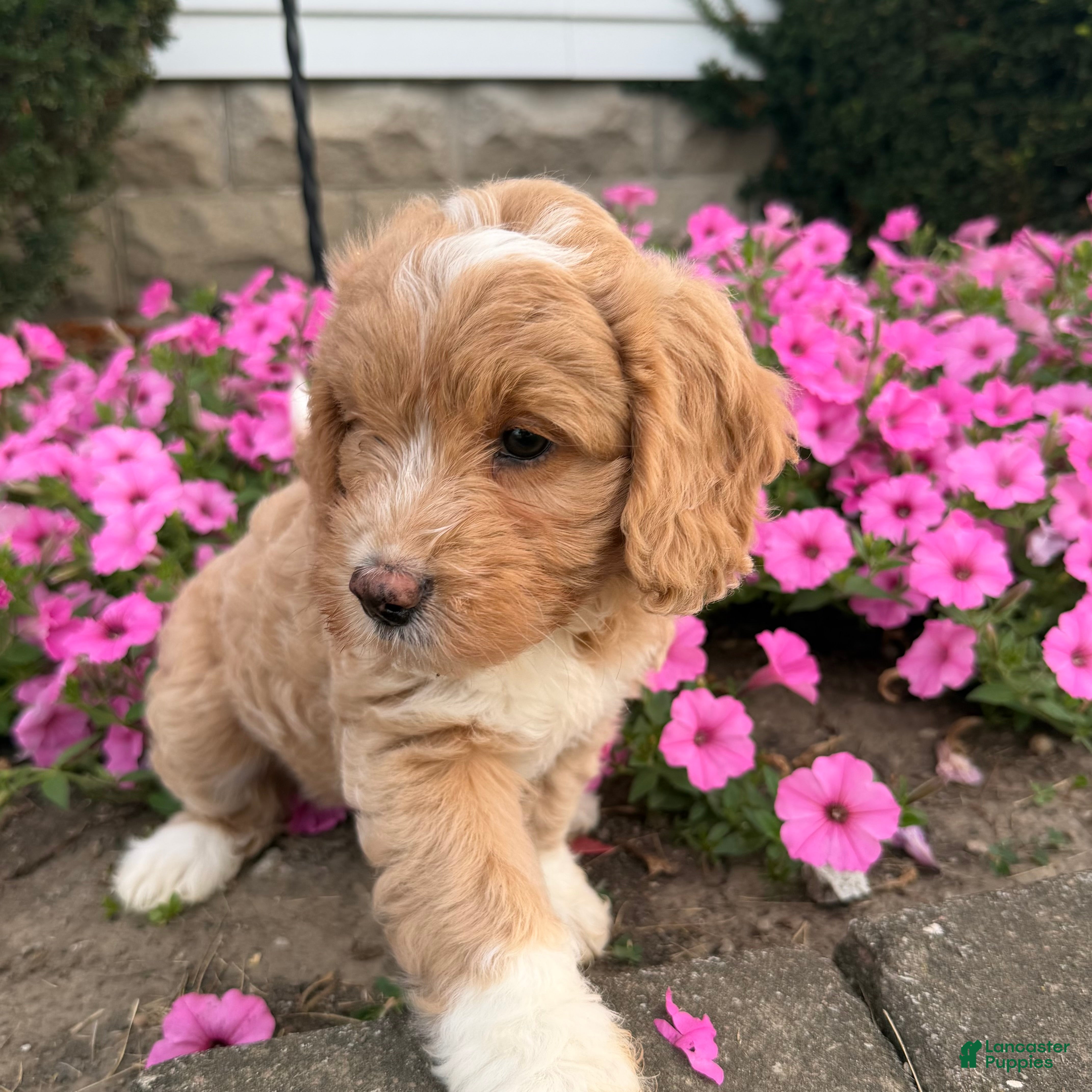 Mini Goldendoodle dogs Angel Mini Goldendoodle  - Ad 2