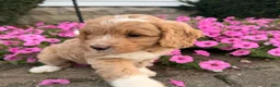 Mini Goldendoodle dogs for sale: Angel Mini Goldendoodle  - Ad 2