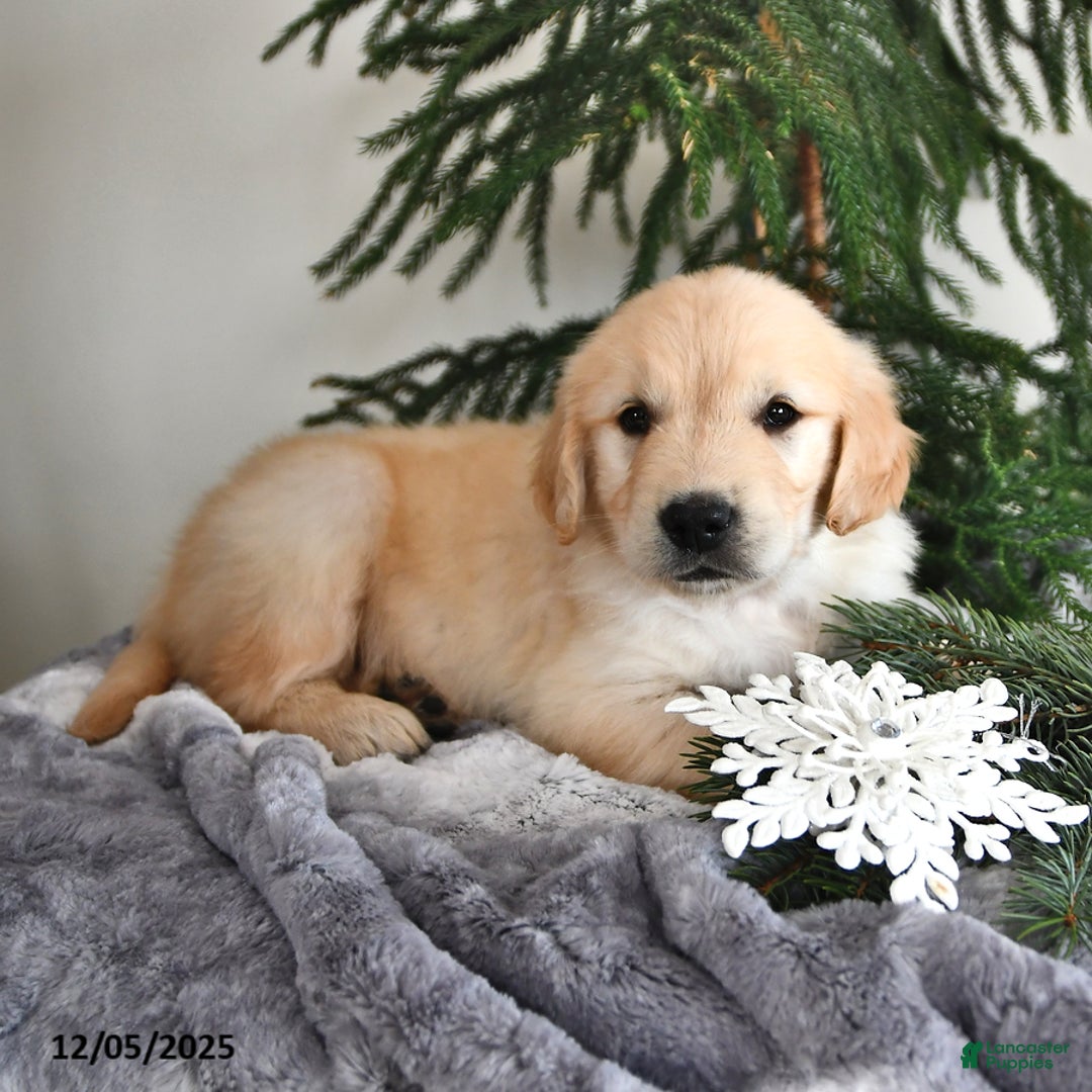 Golden Retriever dogs for sale: Wesley - Ad 2