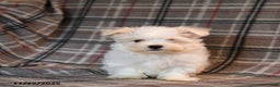Maltese dogs for sale: Rupert - Ad 5