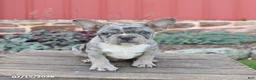 Frenchton dogs for sale: Joey - Ad 3