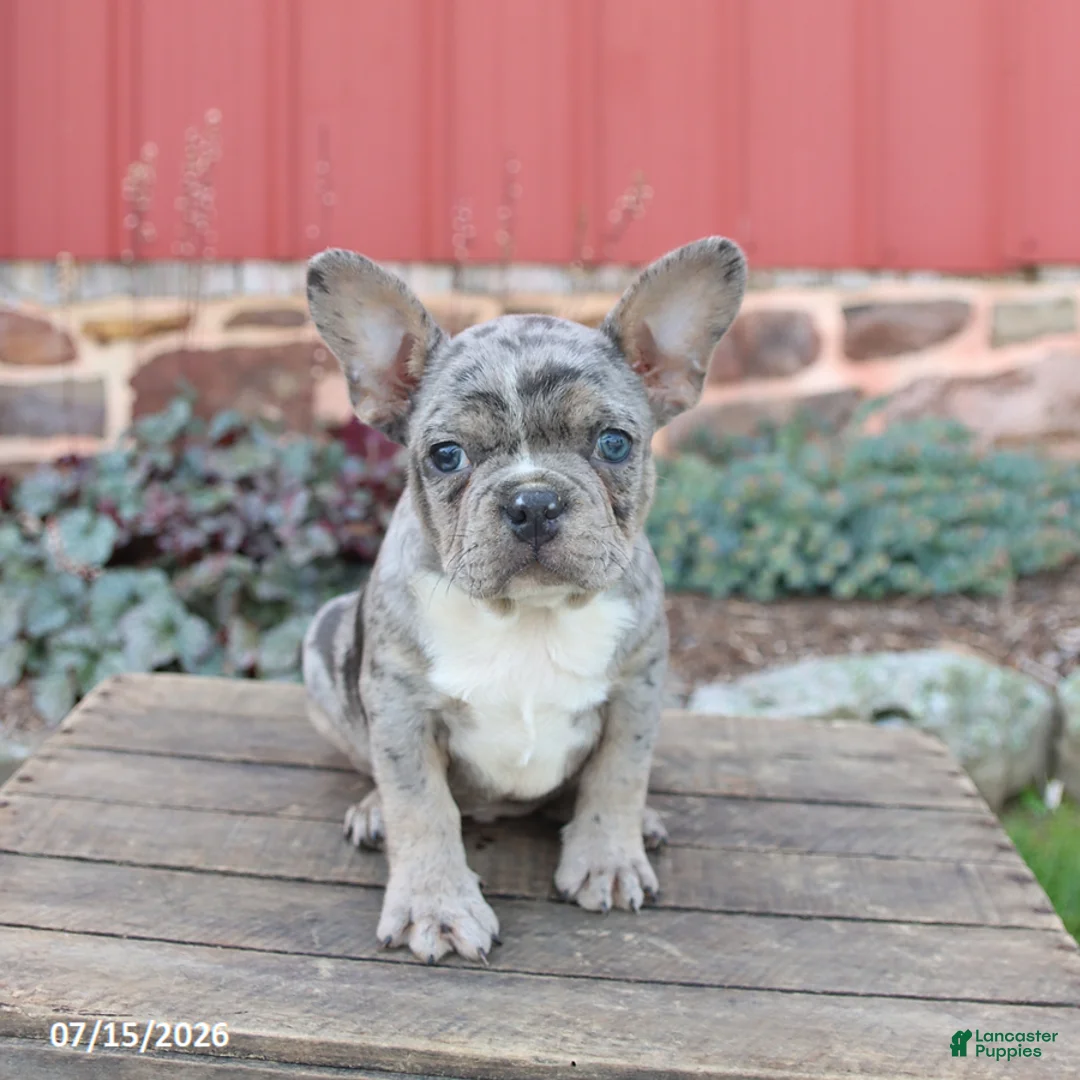 Frenchton dogs for sale: Joey - Ad 3