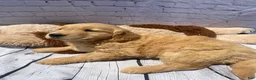 Golden Retriever dogs for sale: Goldy - Ad 6