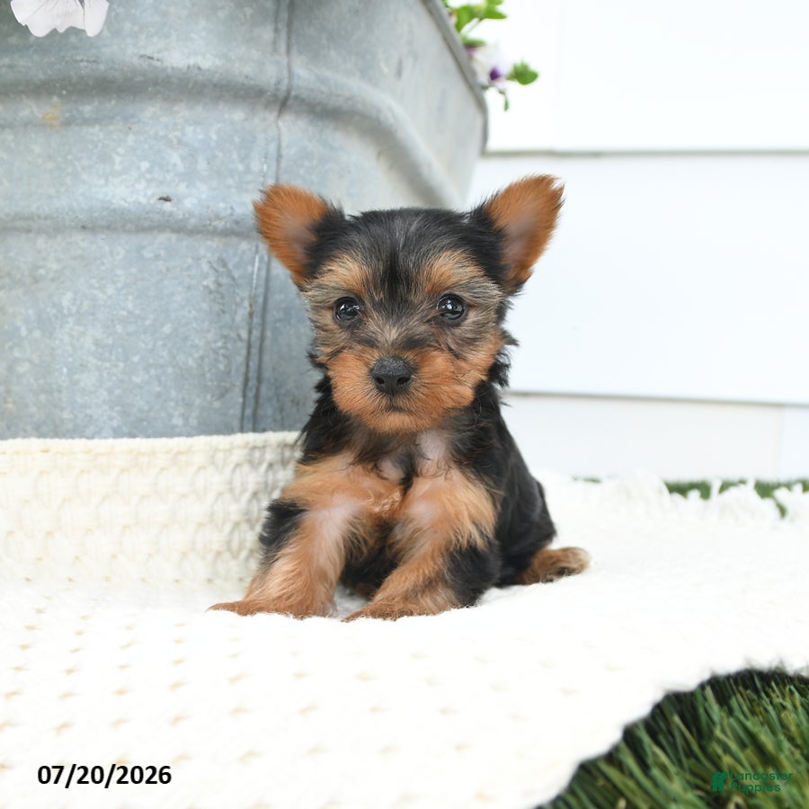 Yorkshire Terrier dogs Lola - Ad 1