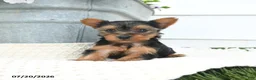 Yorkshire Terrier dogs for sale: Lola - Ad 1