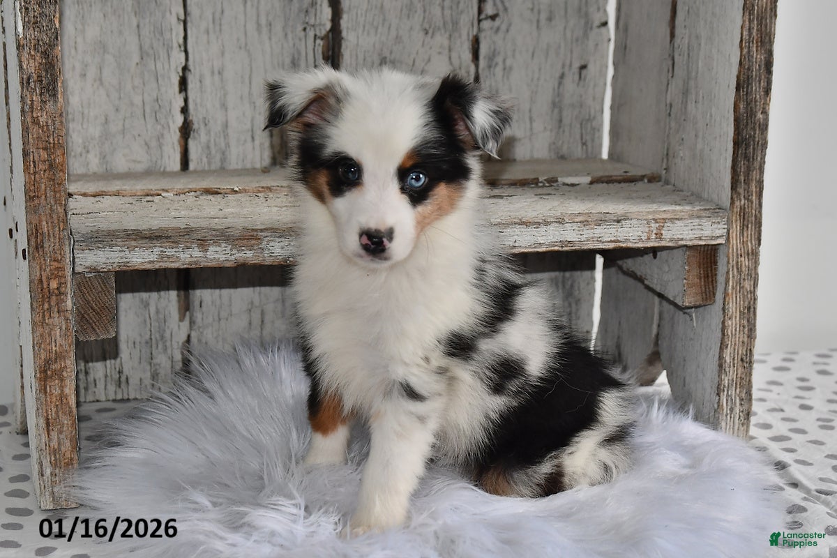 Australian Shepherd dogs Daisy - Ad 7