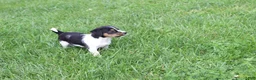 Jack Russell Terrier dogs for sale: Willow - Ad 2