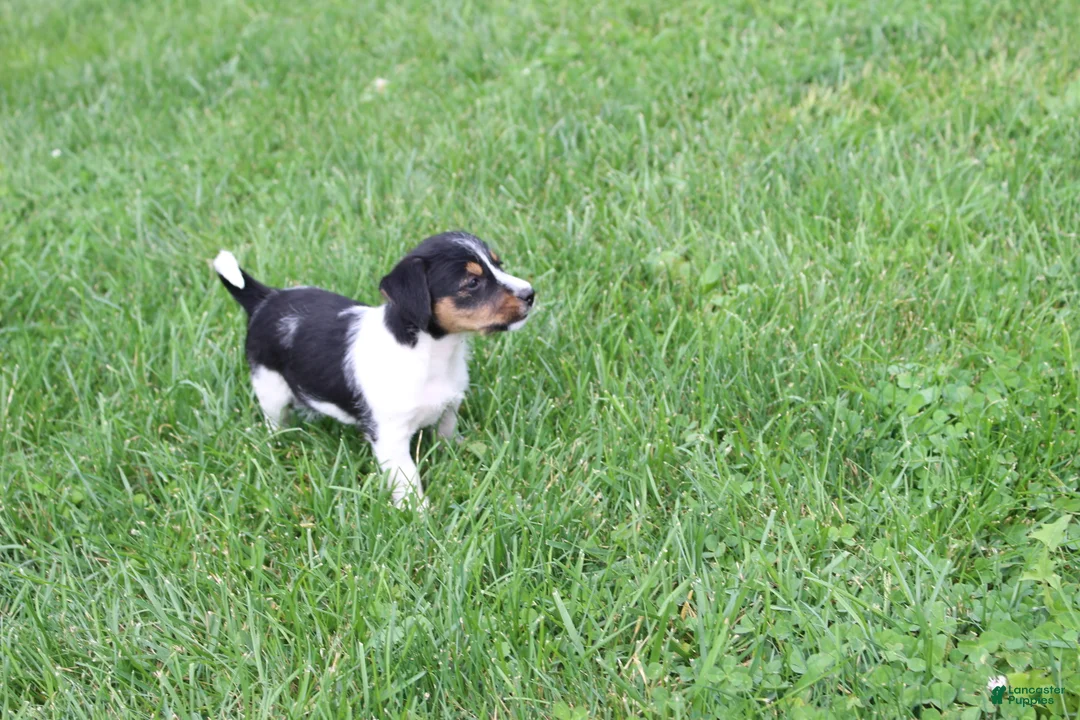 Jack Russell Terrier dogs for sale: Willow - Ad 2