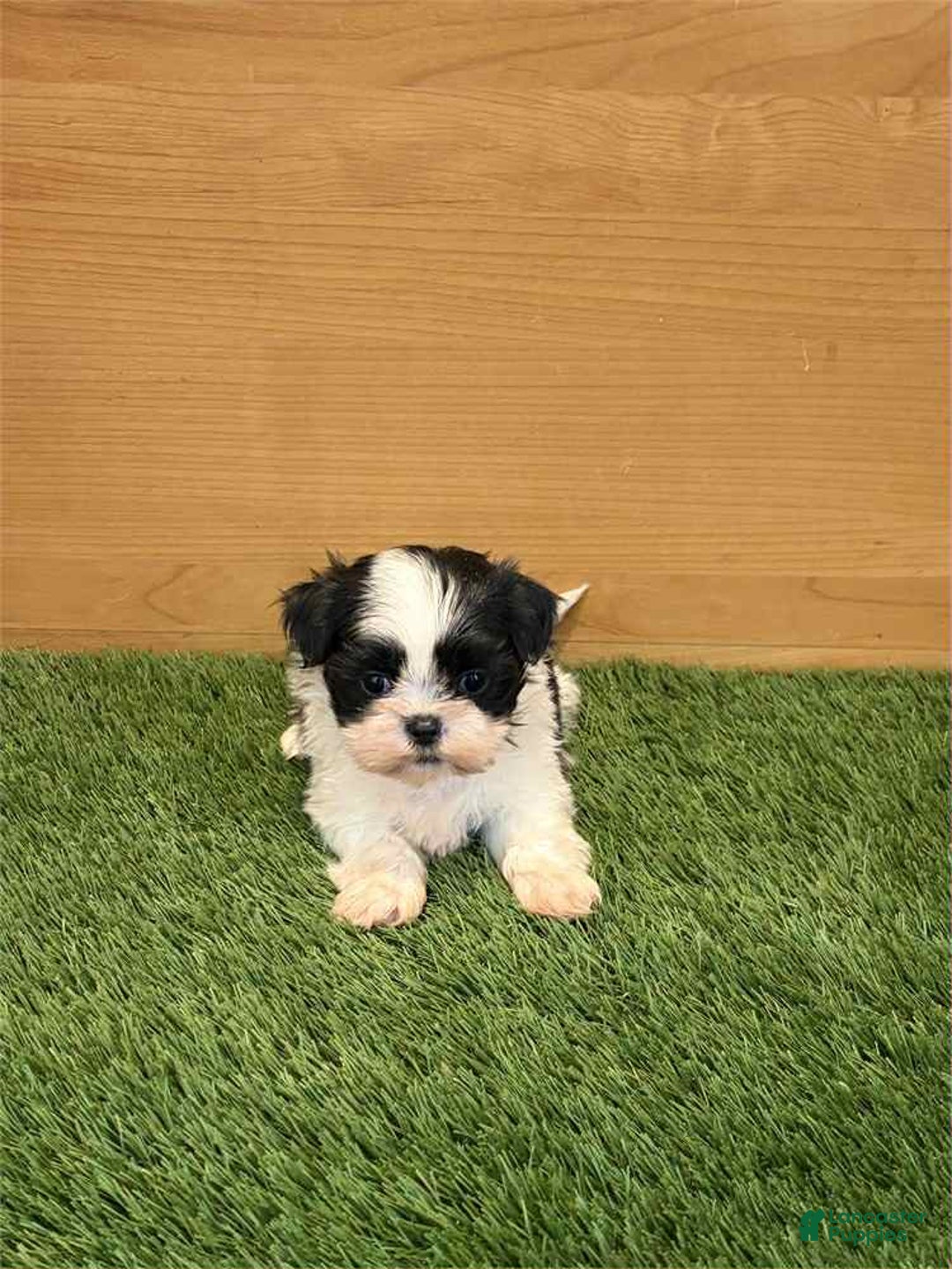 Shih Tzu dogs for sale: Camila - Ad 1