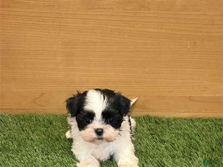 Shih Tzu dogs Camila - Ad 31