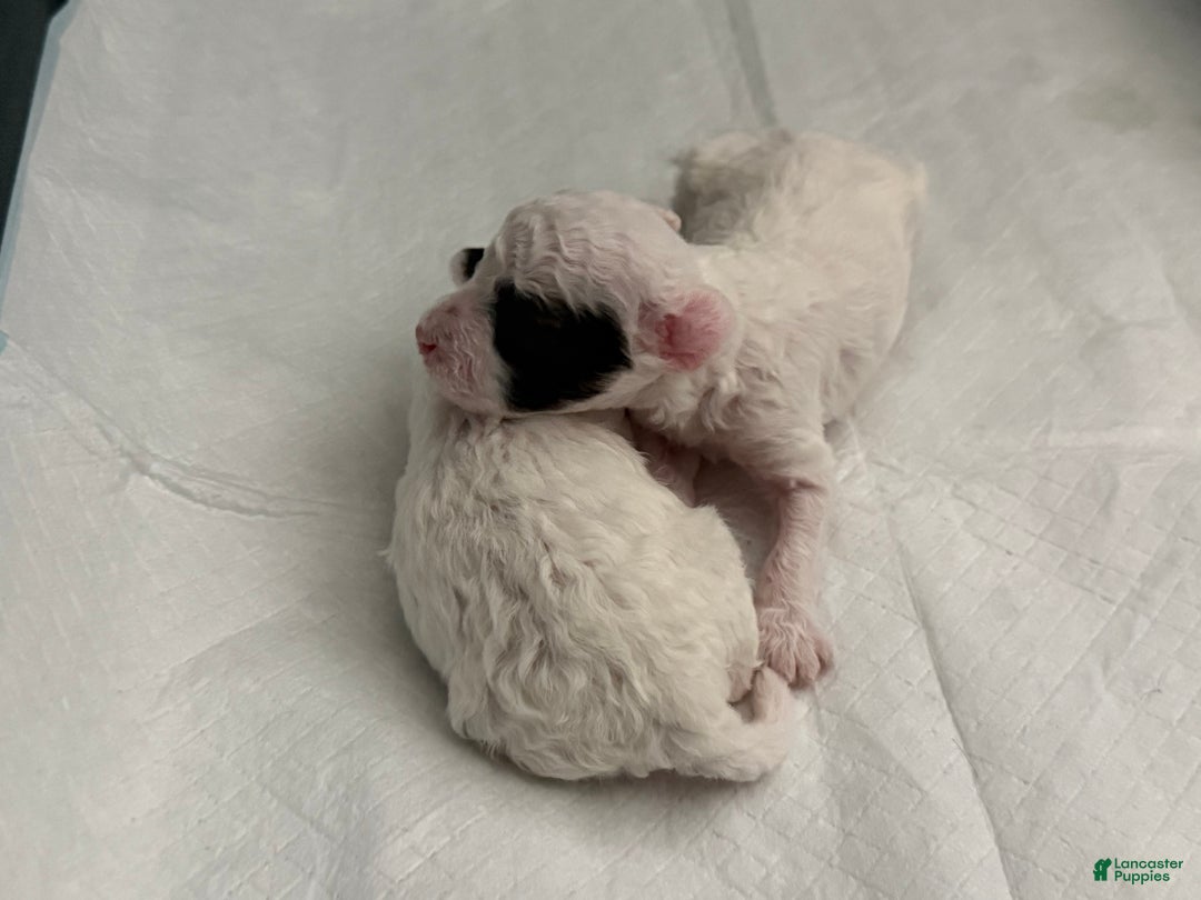 Mini Bernedoodle dogs for sale: Sauvignon Blanc - Ad 4