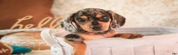 Miniature Dachshund dogs for sale: Benji - Ad 7