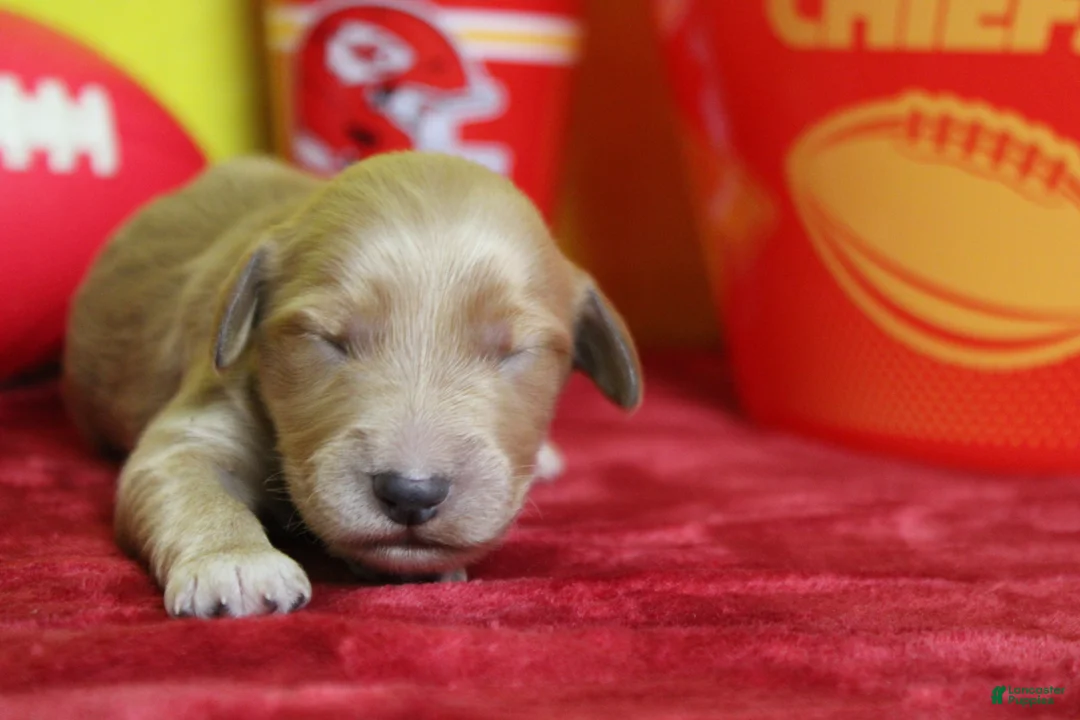 Goldendoodle dogs for sale: Sparky  - Ad 1