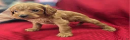 Cavapoo dogs for sale: Grub - Ad 20