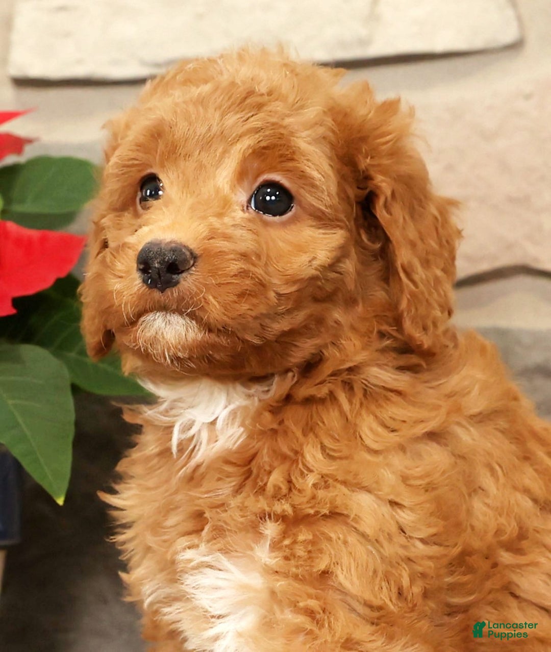 Mini Goldendoodle dogs for sale: Ember - Ad 9