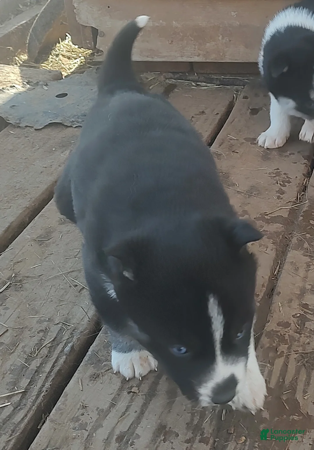 Siberian Husky dogs for sale: Siberian Husky Puppy 6 - Ad 5