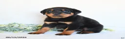 Rottweiler dogs for sale: Rhea - Ad 5