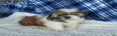 MOLLY
