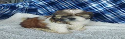Shih Tzu dogs for sale: MOLLY - Ad 1
