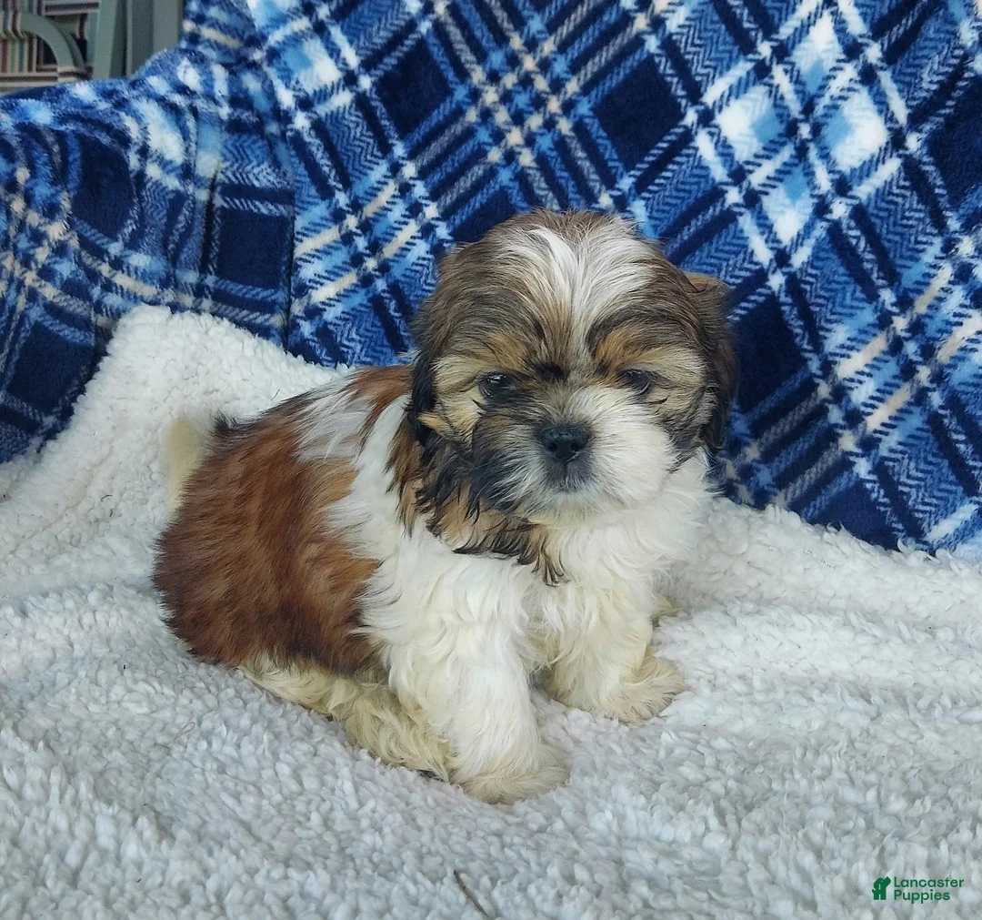 Shih Tzu dogs for sale: MOLLY - Ad 1