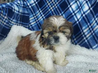 Shih Tzu dogs for sale: MOLLY - Ad 1