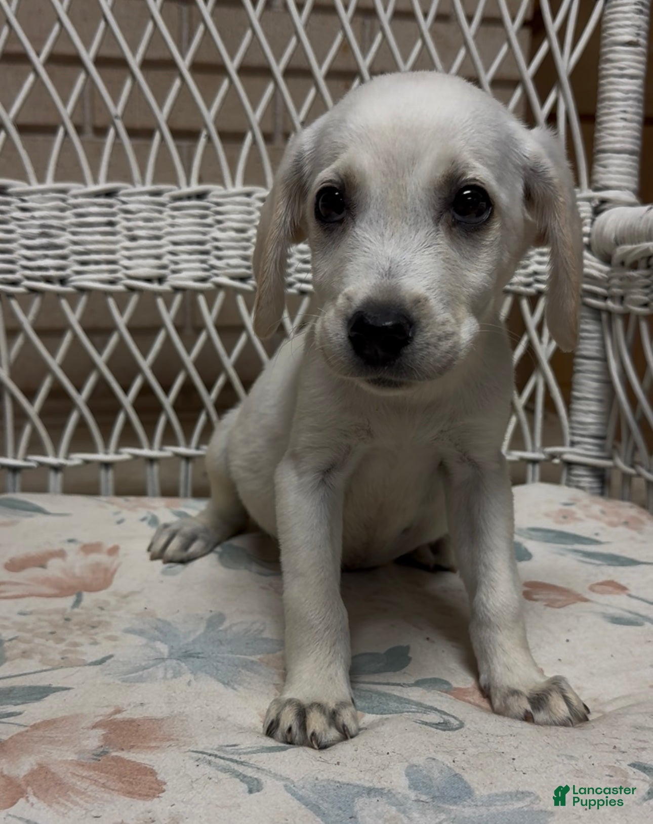 Labrador Retriever dogs for sale: Labrador Retriever Jackie - Ad 24