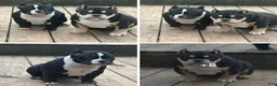 American Bully dogs for sale: A’terra - Ad 7