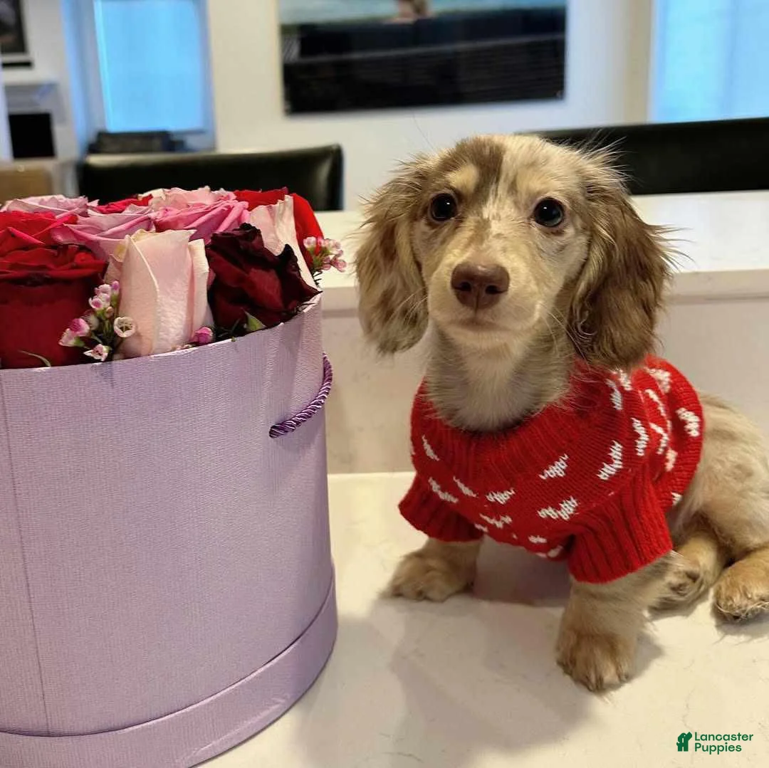 Miniature Dachshund dogs for sale: Miniature Dachshund Puppy 7 - Ad 1