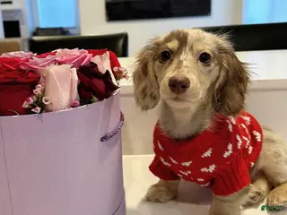 Miniature Dachshund dogs Miniature Dachshund Puppy 7 - Ad 9