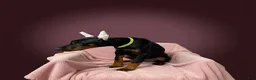 Doberman Pinscher dogs for sale: Doberman Pinscher Puppy 2 - Ad 2