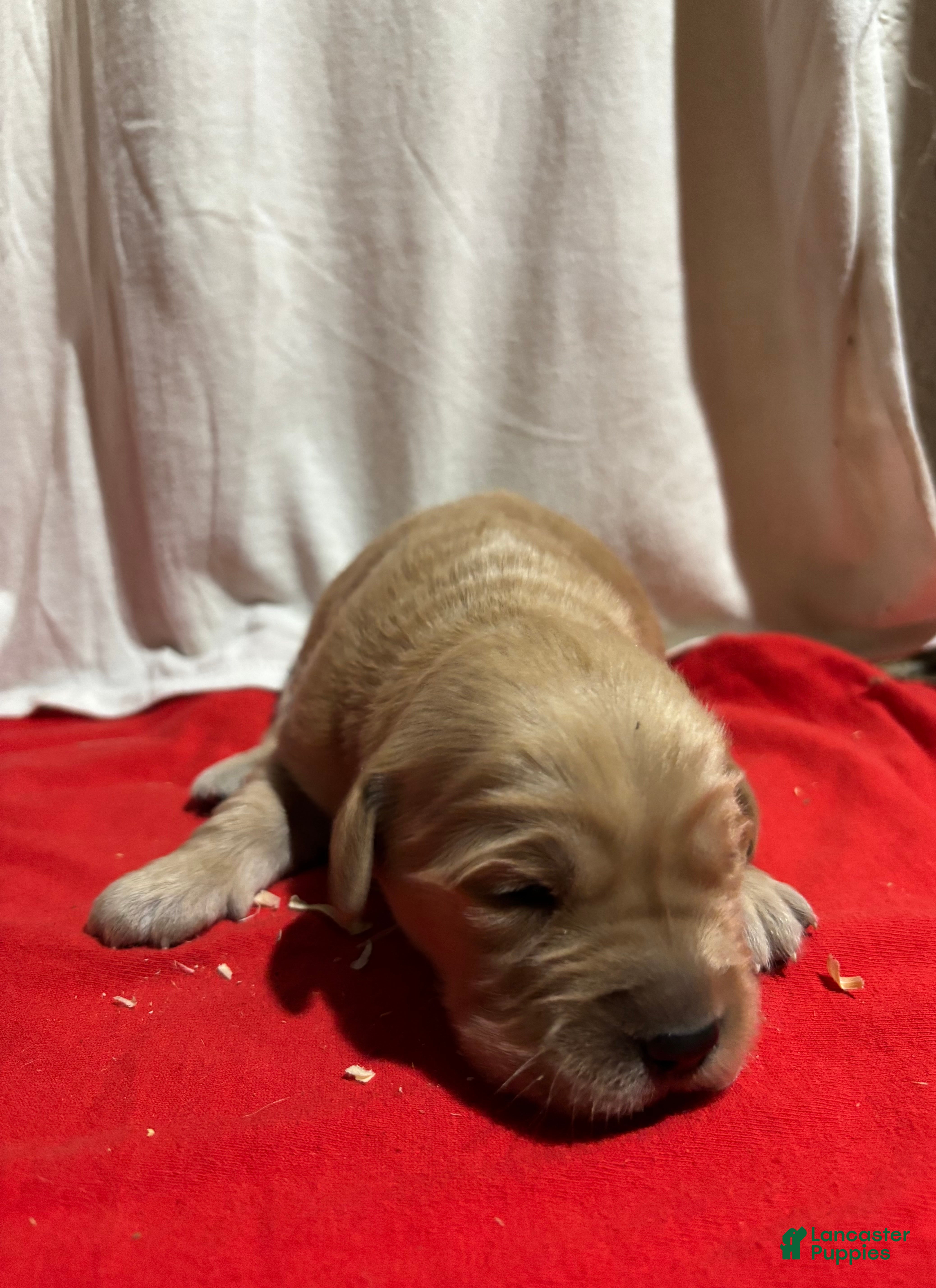 Golden Retriever dogs Red - Ad 35