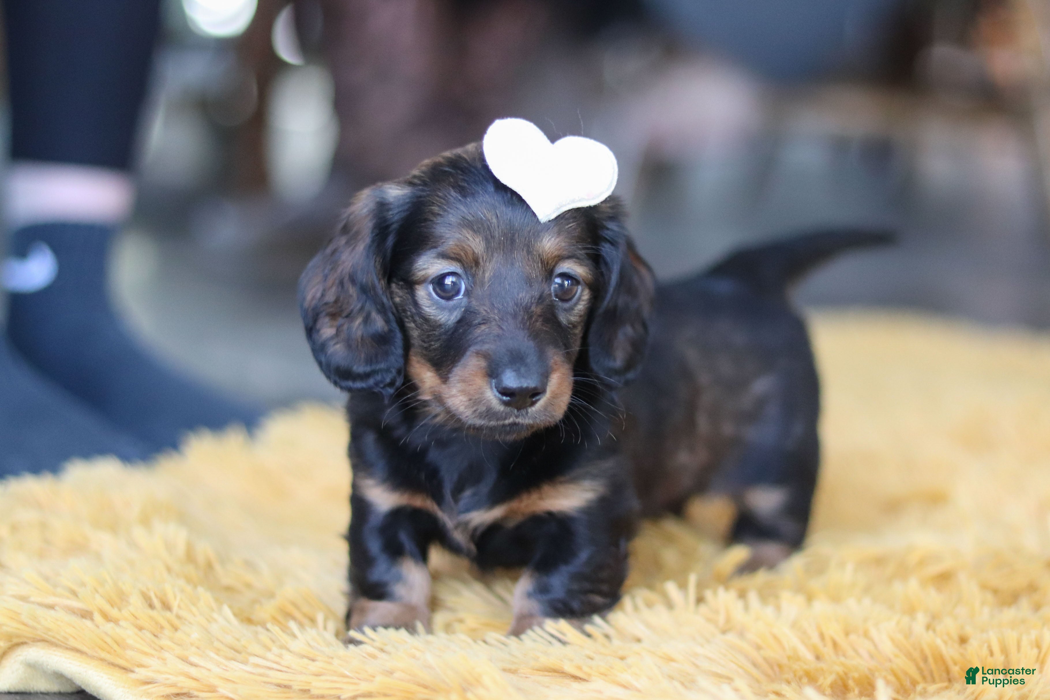 Miniature Dachshund dogs Crumpet - Ad 1