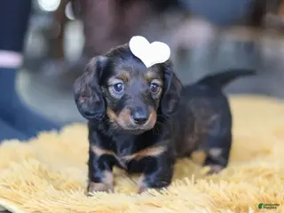 Miniature Dachshund dogs Crumpet - Ad 1