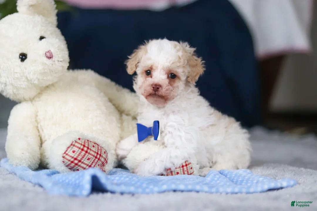 Toy Poodle dogs for sale: Crisco - Ad 1