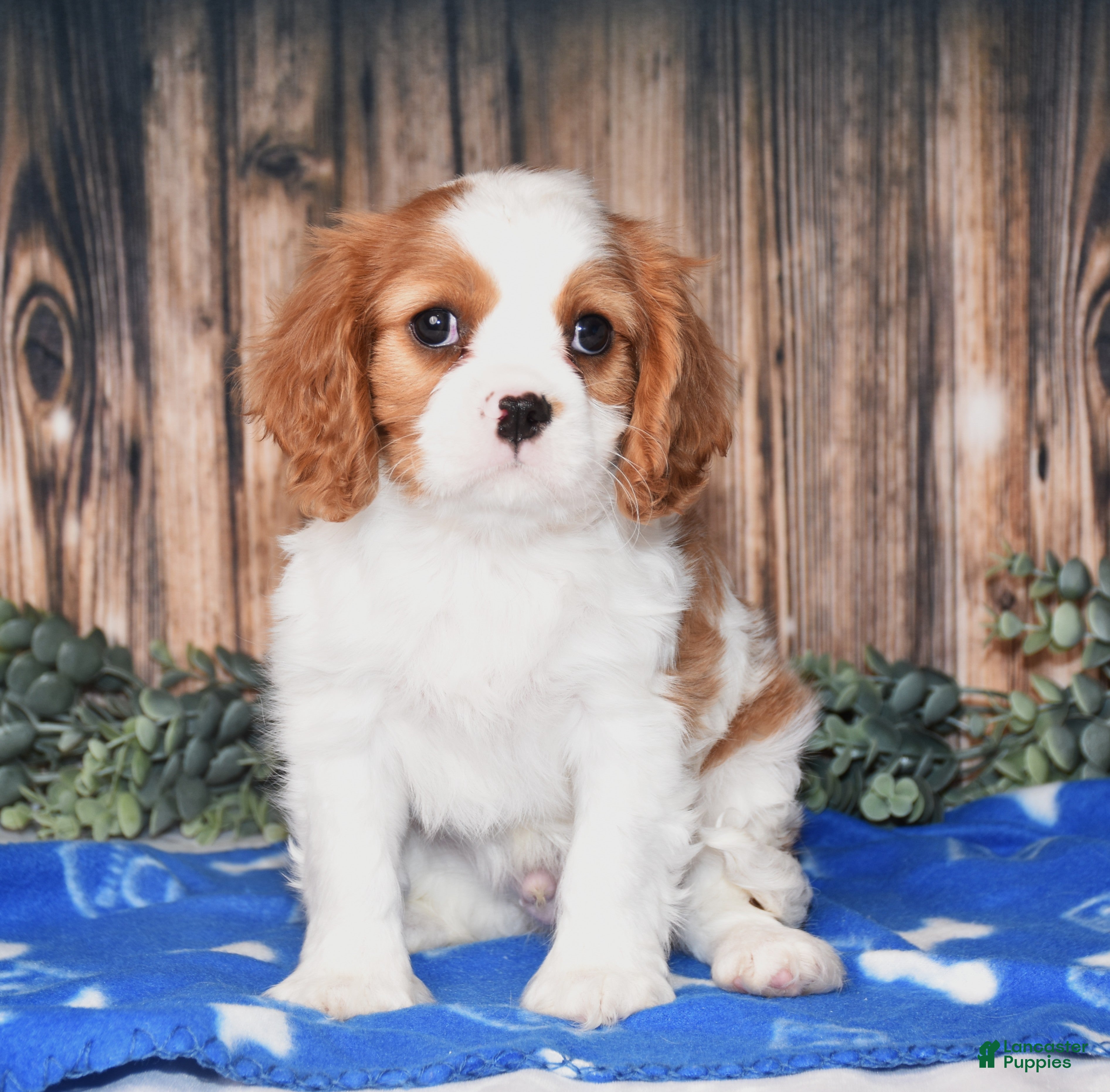 Cavalier King Charles Spaniel dogs Alfi - Ad 1