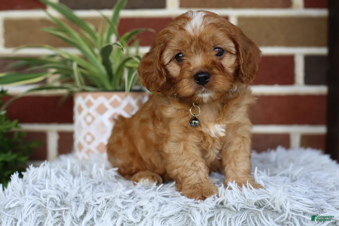 Cavapoo dogs for sale: Oakley  - Ad 2