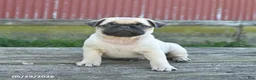 Pug dogs for sale: Licorice - Ad 4