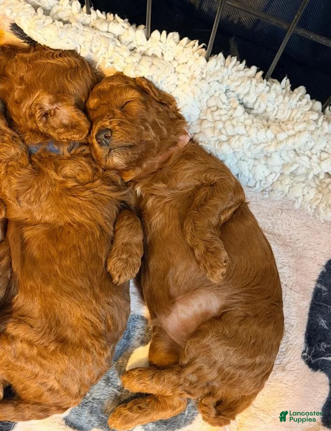 Cavapoo dogs for sale: Nicky - Ad 11