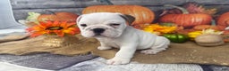 English Bulldog dogs for sale: Mayo - Ad 5