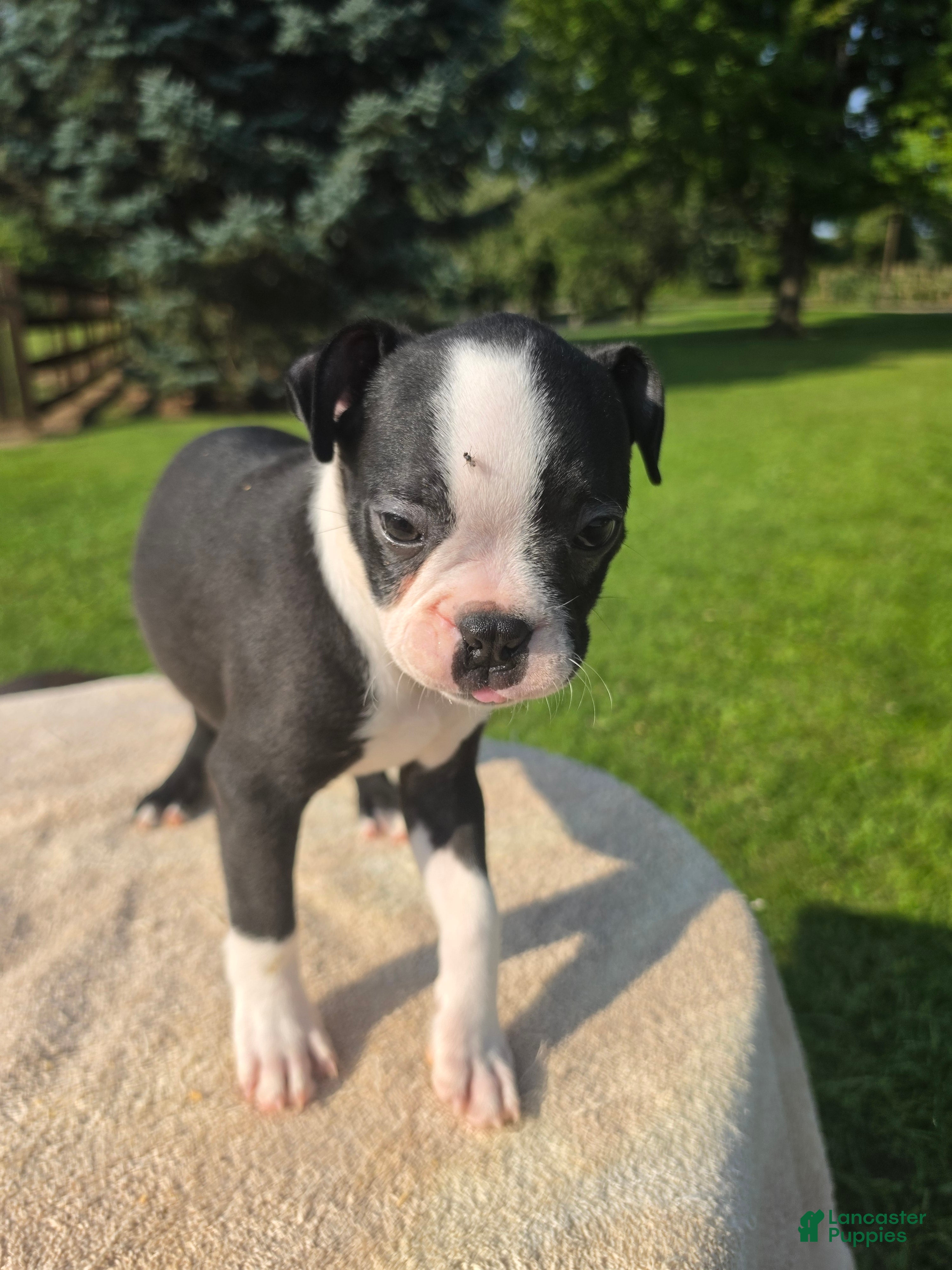 Boston Terrier dogs Boston Terrier Male 2 - Ad 41