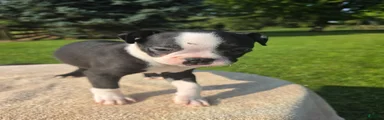 Boston Terrier Male 2
