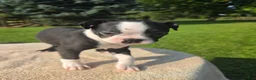 Boston Terrier dogs for sale: Boston Terrier Male 2 - Ad 1